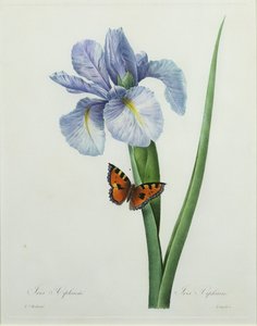 Iris xiphium, graviert von Langlois, aus 